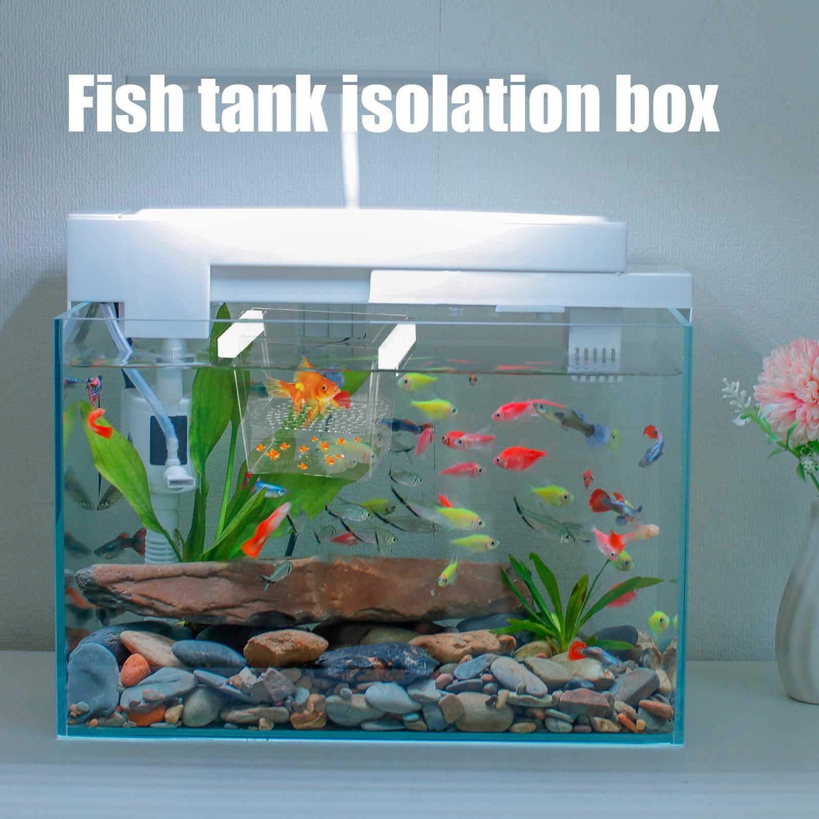 Kotak Pembiakan Ikan yang Taha - Lab Incubator ulasan dan harga