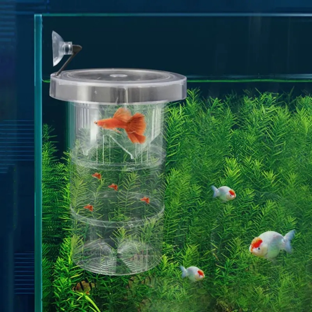 Kotak Isolasi Pembiakan Ikan A - Lab Incubator ulasan dan harga